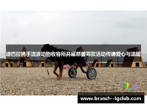 迪巴拉携手流浪动物收容所开展慈善筹款活动传递爱心与温暖 迪巴拉携手流浪动物收容所开展慈善筹款活动传递爱心与温暖